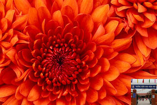 Chrysanthemum95